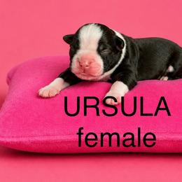 Ursula - Brindle female Boxer puppy in Abilene, Texas from L&L Euro Boxers and Small Town Shih Tzus