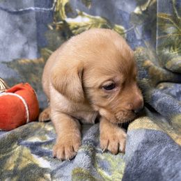 Tracker - Yellow male Labrador Retriever puppy in Grants Pass, Oregon from KnR Antler Dogs