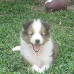 Shetland Sheepdog Puppies from September Morning Shelties