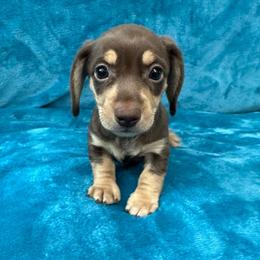 Hot Minute - Chocolate and cream male Dachshund puppy in Memphis, Tennessee from River City Doxies