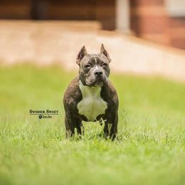 American Bully All Grown Up from LA Bully Cartel