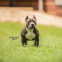 American Bully All Grown Up from LA Bully Cartel