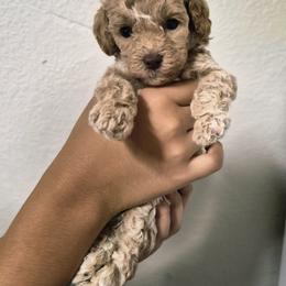 Dijon - Apricot male Poodle puppy in Chandler, Arizona from Fabi toy Poodle