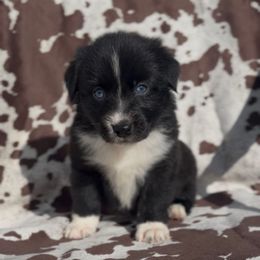 Chanel - Black & white female Australian Shepherd puppy in Windsor, New York from Double B Aussies