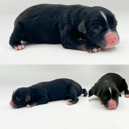 Black tri male 3 - Black tri male Miniature Australian Shepherd puppy in Brooker, Florida from Honey, I Shrunk the Aussies