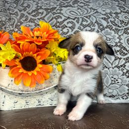 Zoey - Sable female Pembroke Welsh Corgi puppy in Ritzville, Washington from Sapphire Iris Corgis