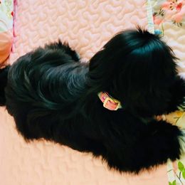 Shih Tzu All Grown Up from Precious Paws Shih tzus