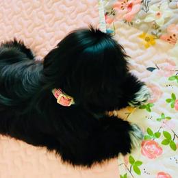 Shih Tzu All Grown Up from Precious Paws Shih tzus