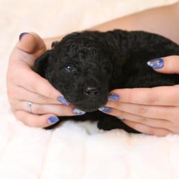 Aussiedoodle Puppies from Aspen River Doodles