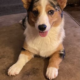 American Corgi and Pembroke Welsh Corgi Puppies from Caddeaux Corgis