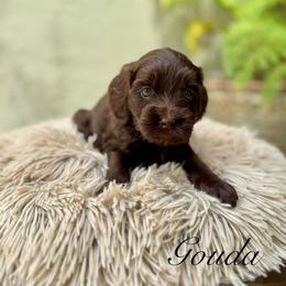 Gouda - Chocolate female Australian Labradoodle puppy in Morgan Hill, California from Loving Labradoodles