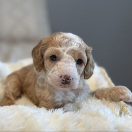 Peep - Buff and white male Cockapoo puppy in Morehead, Kentucky from Critter Springs Farm