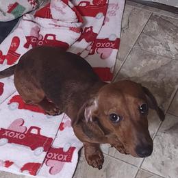 Danes - Dachshund