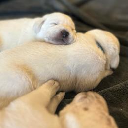 Boy 4 - Yellow male Labrador Retriever puppy in Clayton, North Carolina from The Homestead at Little Creek