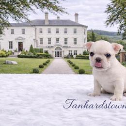 CKC Health Tested Tankardstown - Blue male Boston Terrier puppy in Scottdale, Pennsylvania from Itty Bitty Boston & Chi Co, Veteran Owned