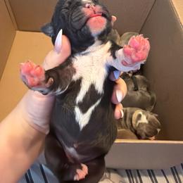 Rapunzel - Lilac tri-color female Bulldog puppy in Harvard, Illinois from Dominiques doodle plus