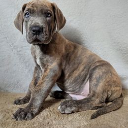 Raven - Brindle male Great Dane puppy in Bay City, Michigan from Monarch Danes