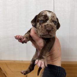Female 1 - Red merle female Catahoula Leopard Dog puppy in Manchester, Tennessee from Middle TN Leopard Catahoulas and Middle TN Bassett Hounds