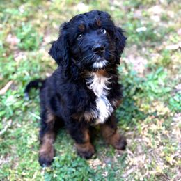 Ducky - Black phantom Aussiedoodle puppy in Holly Springs, North Carolina from Whiskey River Doodles