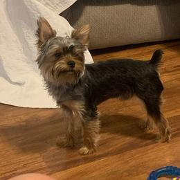 Max - Yorkshire Terrier