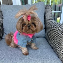 Tansy - Shih Tzu