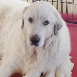 Marilyn  - Great Pyrenees