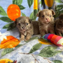 Chihuahua Puppies from Cloud9 Chihuahuas