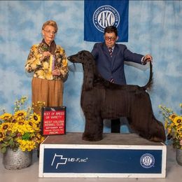 Macca - Afghan Hound