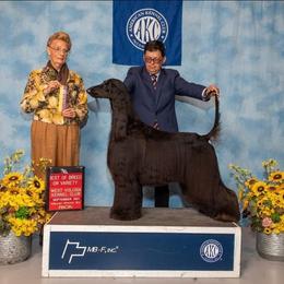 Macca - Afghan Hound