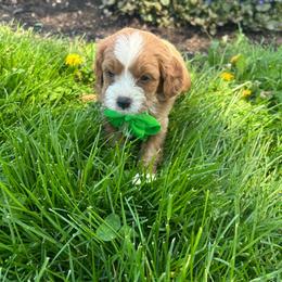 Bernard - Red male Cavapoo puppy in Mint Hill, North Carolina from DoodleForever