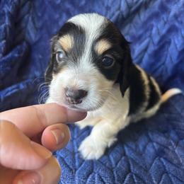 Colby - Black and cream male Dachshund puppy in Lincoln, California from ForeversEdge Doxies