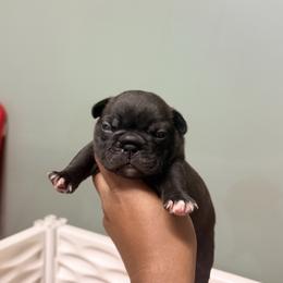 Mack - Brindle and white male French Bulldog puppy in Omaha, Nebraska from Schoville Bulldogs