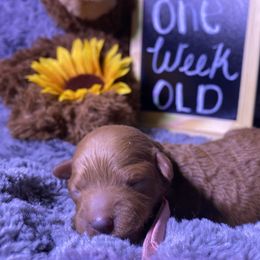 Goldendoodle Puppies from Simply Mini Goldendoodles