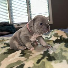 Pink - Blue female French Bulldog puppy in Bolingbrook, Illinois from Flores Frenchies