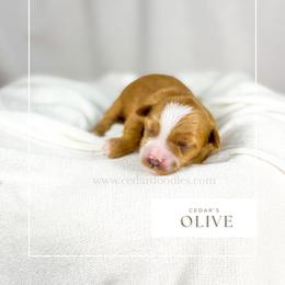 O L I V E - Red  female Goldendoodle puppy in Cedar City, Utah from Cedar Doodles- Home of the Teddybear Goldendoodle