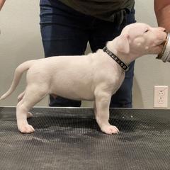 Dogo Argentino Puppies from Bestiarius Kennels