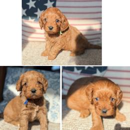 F1 Cavapoo - Boy 3 Selection - Red male Cavapoo puppy in Pleasant Hill, Iowa from Harvest Creek