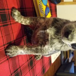 Australian Cattle Dog Puppies from Piney River Cattle Dogs