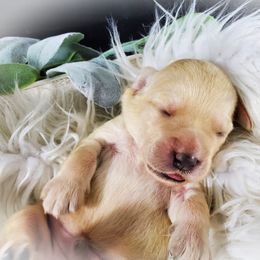 Dilute Retriever and Labradoodle Puppies from Von Bussler Labradoodles & Retrievers