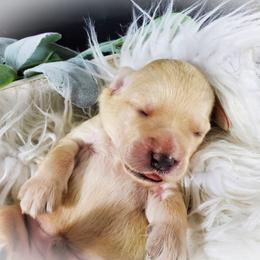 Dilute Retriever and Labradoodle Puppies from Von Bussler Labradoodles & Retrievers