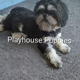 Ranger - Black and tan male Shih Tzu puppy in Lebanon, Missouri from Playhouse Puppies
