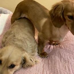 Dachshunds from Wieners are Wonderful