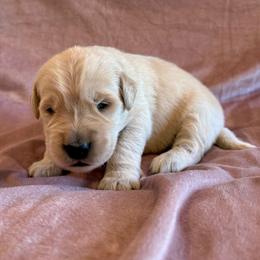 Chase - Light golden male Golden Retriever puppy in Oregon from Bliss Retrievers