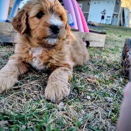 Assorted Doodle Crosses Puppies from Southern Star Goldendoodles