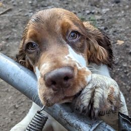 Noah - English Springer Spaniel