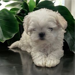 Boy 2 - male Maltese puppy in Mooresville, North Carolina from Clearview Canines