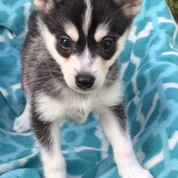 River - Black and white male Alaskan Klee Kai puppy in Winthrop, Minnesota from Kayobi Shibas
