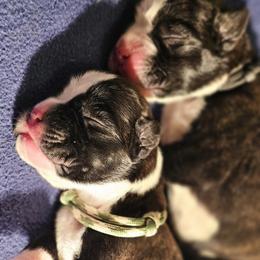 Boxer puppies from Seven Kingdom Boxers