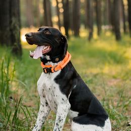 Goose - German Shorthaired Pointer