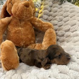 Dapple boy 2 - Dapple male Dachshund puppy in Defuniak Springs, Florida from Anastasia Knight's Cocker Spaniels